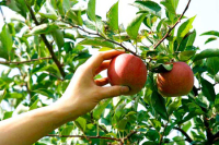 Celebrando en Familia - VIII Domingo del Tiempo ordinario