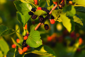 Celebrando en Familia - XXVII Domingo del Tiempo Ordinario