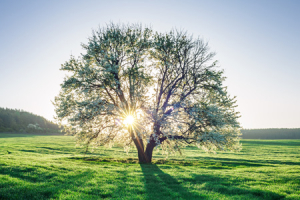 Celebrating At Home -&nbsp;3rd Sunday in Ordinary Time