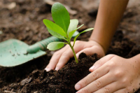 Celebrando en Familia - 33 Domingo del Tiempo Ordinario