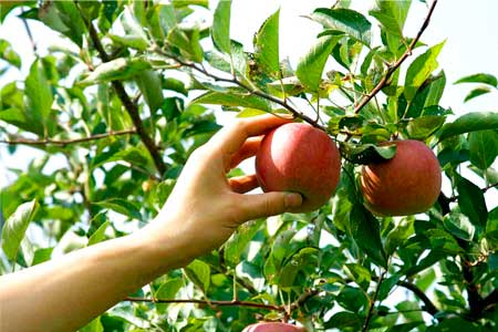 Celebrating At Home - 8th Sunday in Ordinary Time