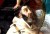 Sant' Angelo di Sicilia, Sacerdote e Martire
