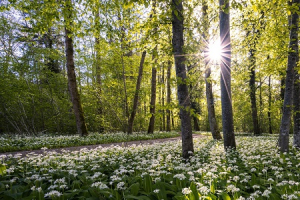 Celebrando in Casa -&nbsp;IV Domenica di Avvento