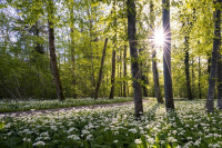 Celebrando en Familia - IV Domingo de Adviento