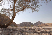 Celebrando en Familia - Primer Domingo&nbsp;de Cuaresma